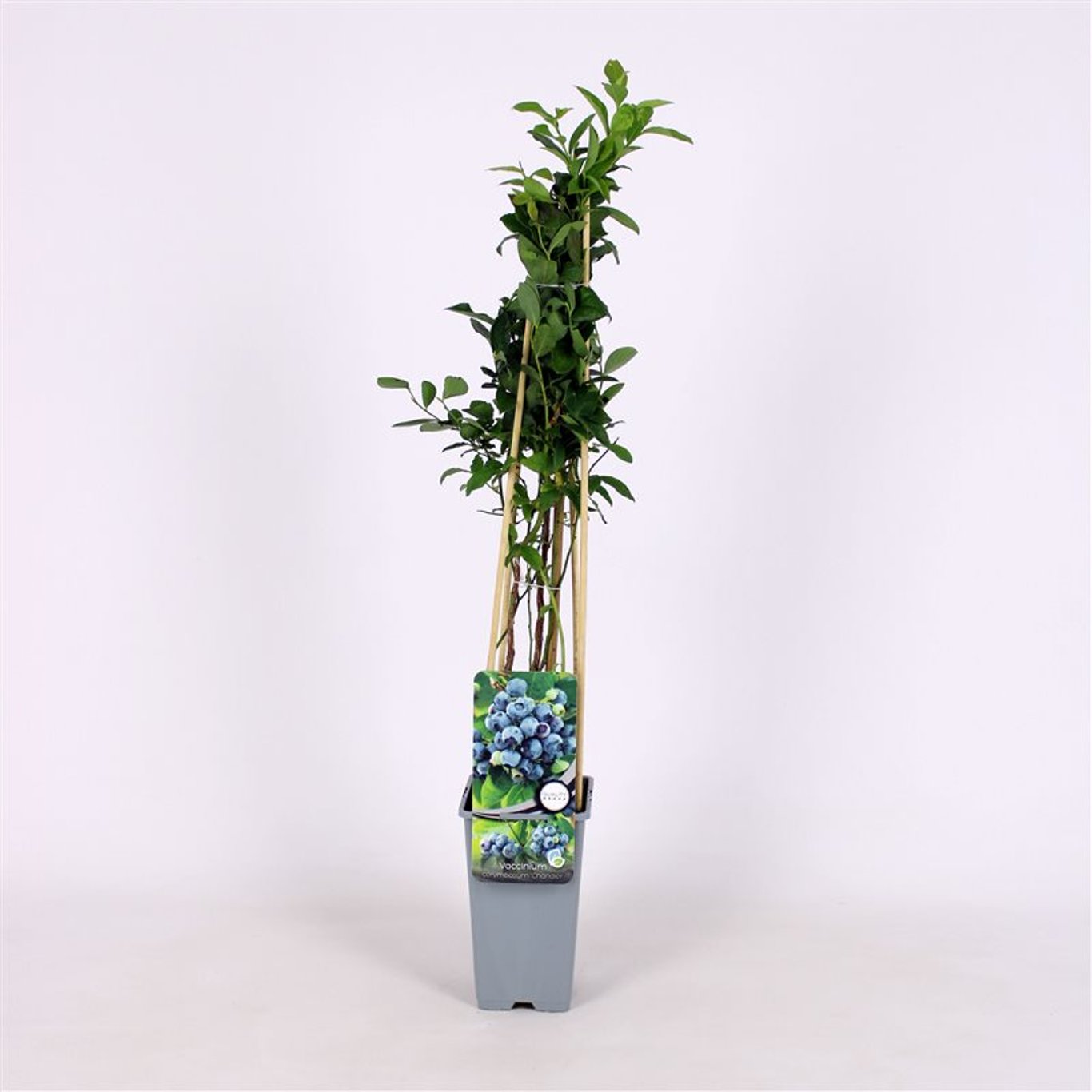 Vaccinium c. 'Chandler' - C2 70/+ CM